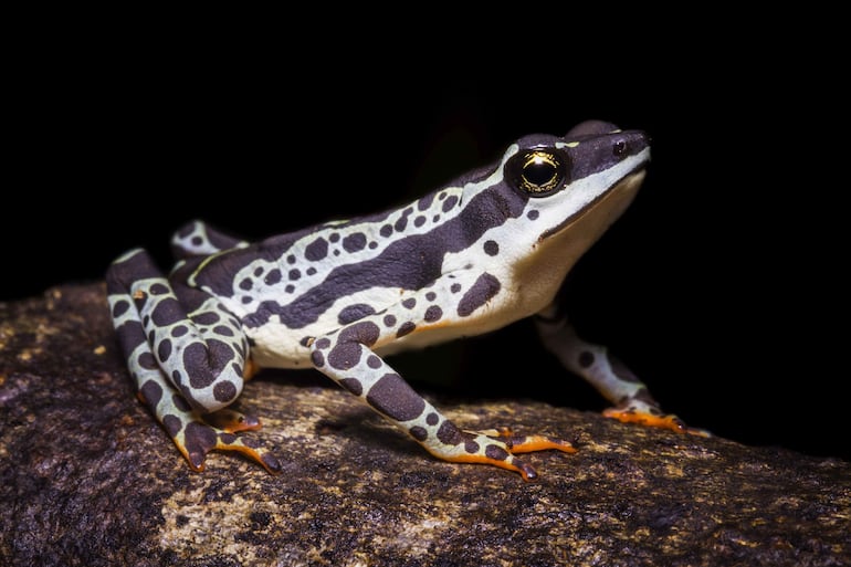 Fotografía sin fecha difundida por el Instituto Peruano de Herpetología de una rana 'Atelopus histrionicus'. 