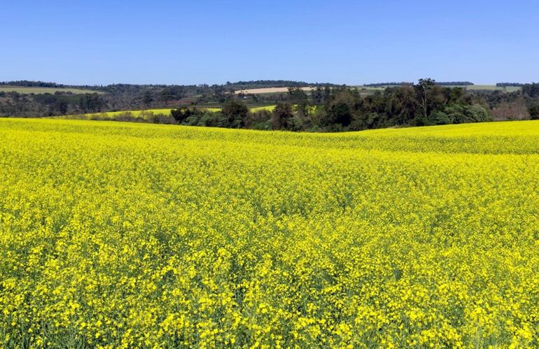 Se estima que este año se sembraron unas 60.000 hectáreas de canola en todo el Paraguay.