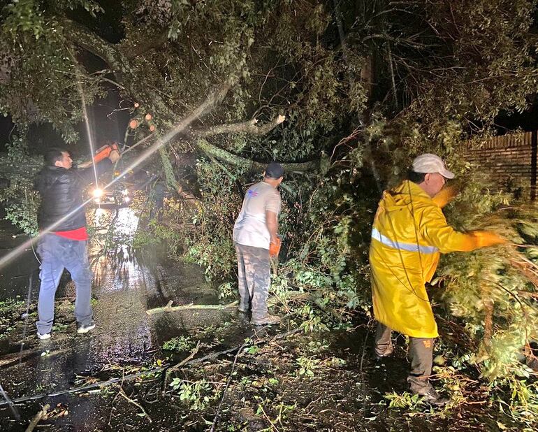 Servicios Urbanos de Asunción, trabajando para retirar árboles caídos tras el temporal de anoche.