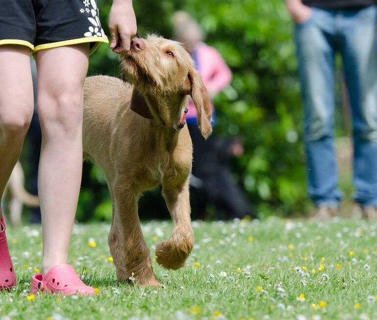 Es bueno marcar una rutina diaria de paseo, aunque no parezca, los perros son animales de costumbre. La cantidad de horas y la frecuencia de los paseos depende mucho de le edad y la raza.