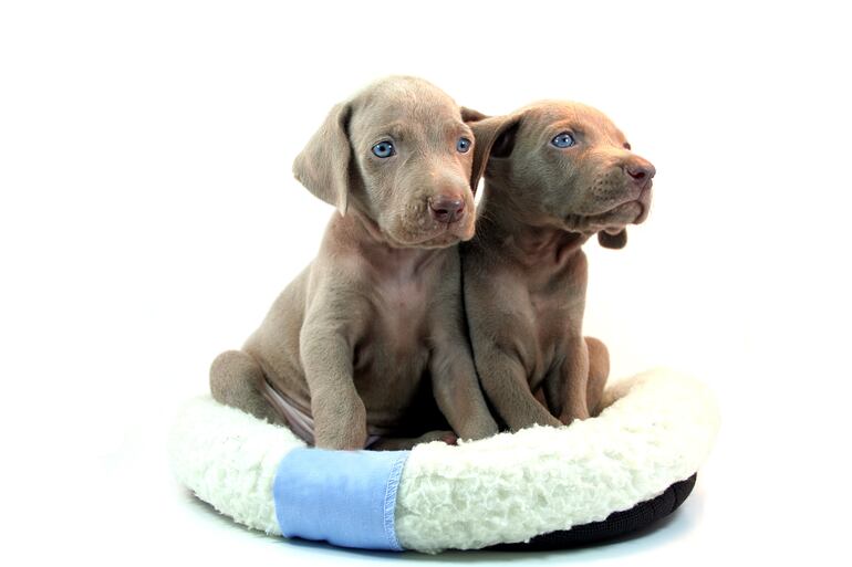 Perro de raza Weimaraner.