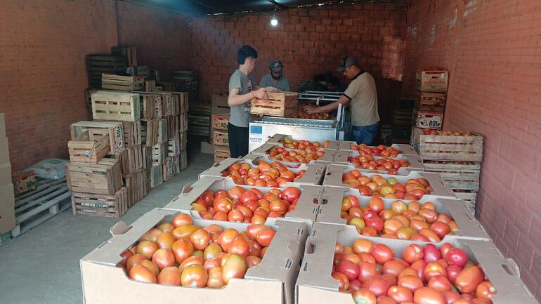 Productores de tomate seleccionan las frutas para garantizar la calidad de la hortaliza vendida.