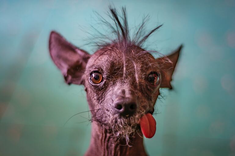 Perro de raza Xoloitzcuintle.