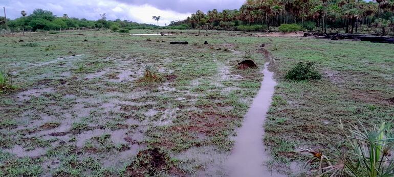 Así se encuentran los campos ganaderos, tras las lluvias de los últimos días en zona de Fuerte Olimpo.