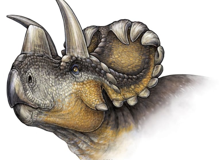 Wendiceratops, dinosaurio ceraptosiano ceratópsido.