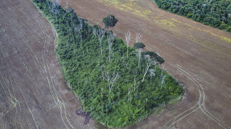 Fotografía de archivo fechada en el 2019 y cedida por la Red Amazónica Sostenible a través de la Asociación Estadounidense para el Avance de la Ciencia (AAAS) de un bosque cuatro años después de un incendio, en Belterra, en la Amazonía brasileña. Más de un tercio de los bosques del Amazonas han sido degradados por la actividad humana, una extensión mucho mayor de la que se pensaba.