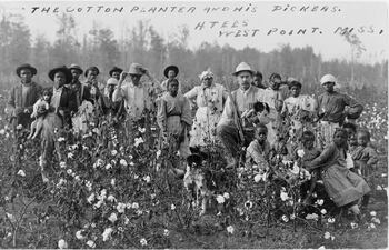 Plantación de algodón en Misisipi, 1908