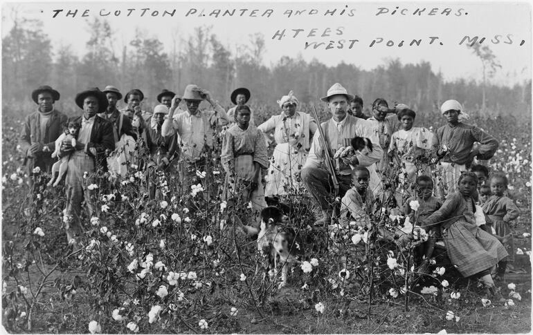 Plantación de algodón en Misisipi, 1908