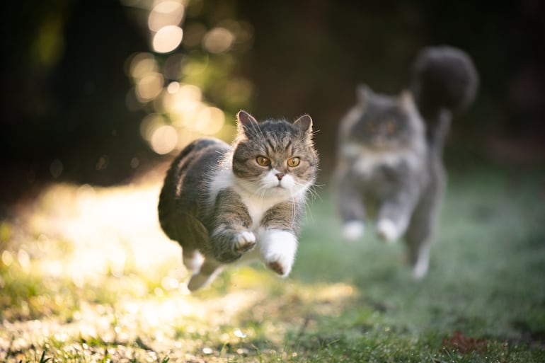 Gatos corriendo.