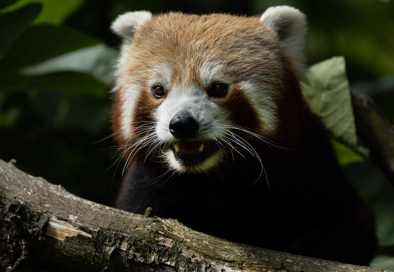 Uno de los pandas rojos nacidos en Lille, Francia. El zoo lanza una campaña para elegir nombres.  AFP)