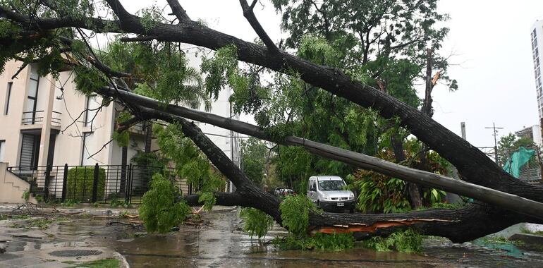 Árboles caídos en Buenos Aires, tras el temporal que arrasó con varias localidades de Argentina.