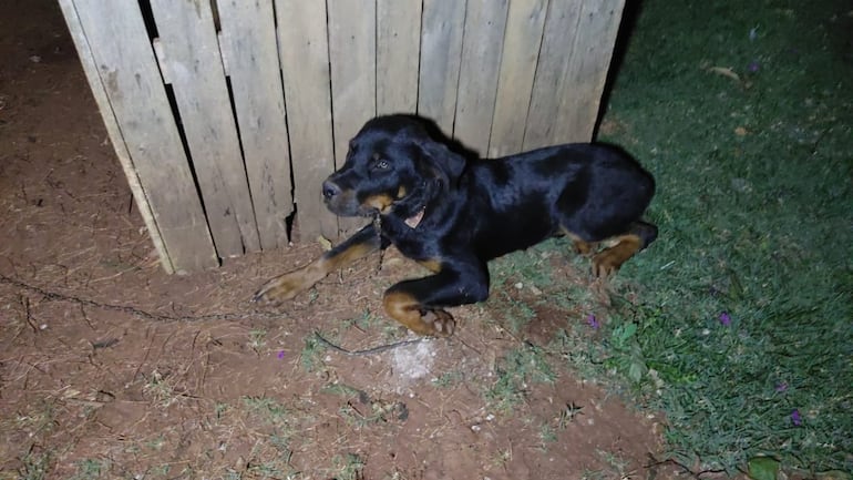 En el establecimiento allanado hallaron un perrito robado el pasado jueves durante uno de los asaltos.