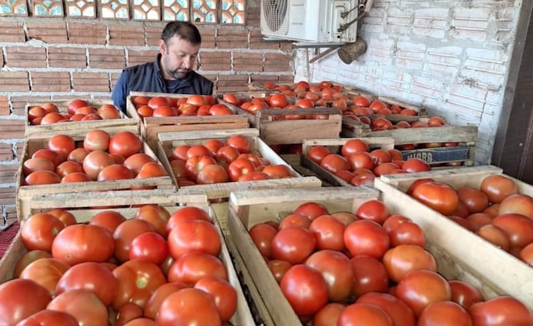 Lograr una mayor producción de tomate a nivel país es el desafío de productores y el Estado.