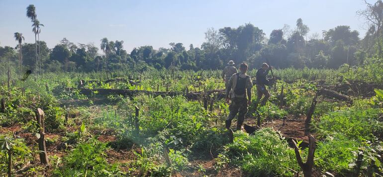 Se estima que unas diez hectáreas estaban destinada a la producción de marihuana.