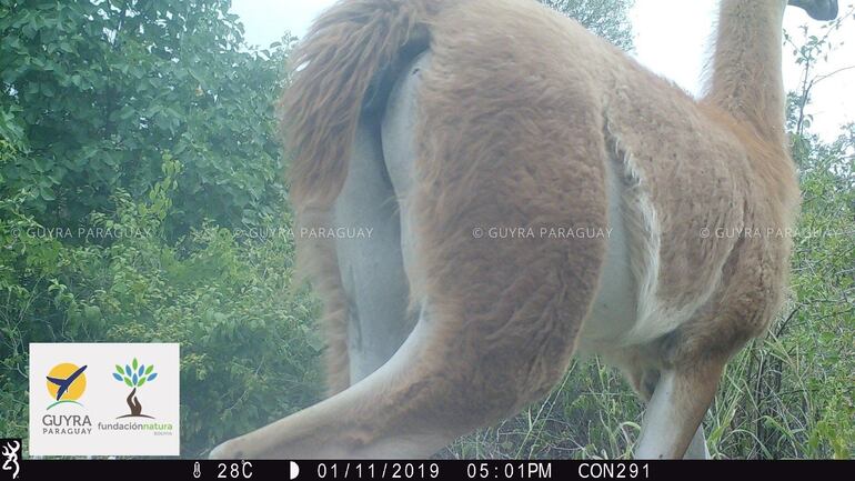 El guanaco es una de las tantas especies que habitan los Médanos del Chaco. 