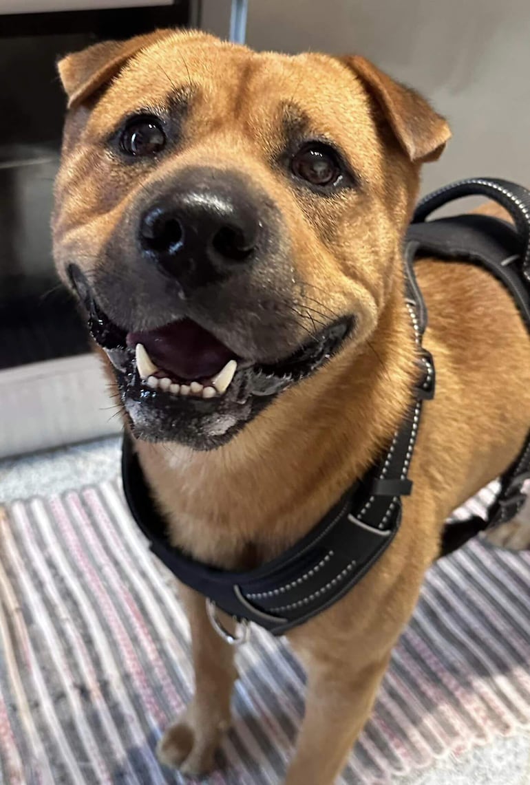 Boris Baguim, un afable perro de tres años.