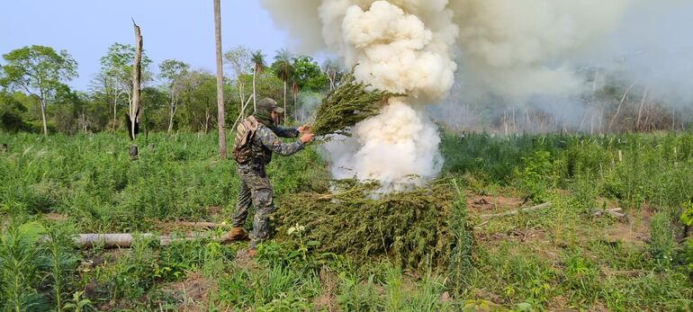 Proceden a quemar las plantas de marihuana por disposición fiscal.