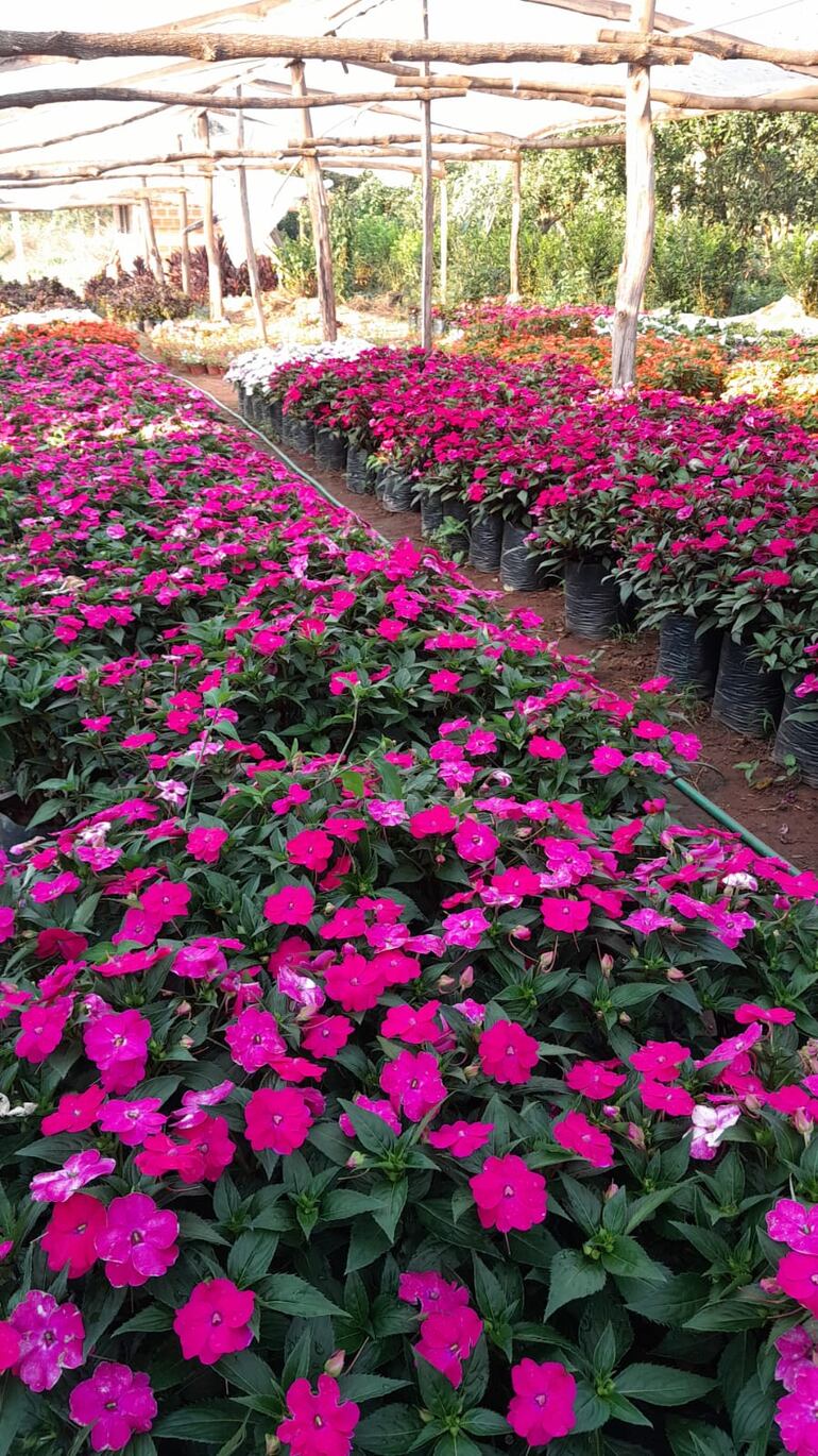 Las flores de estación son una de las más demandadas para adornar el jardín.