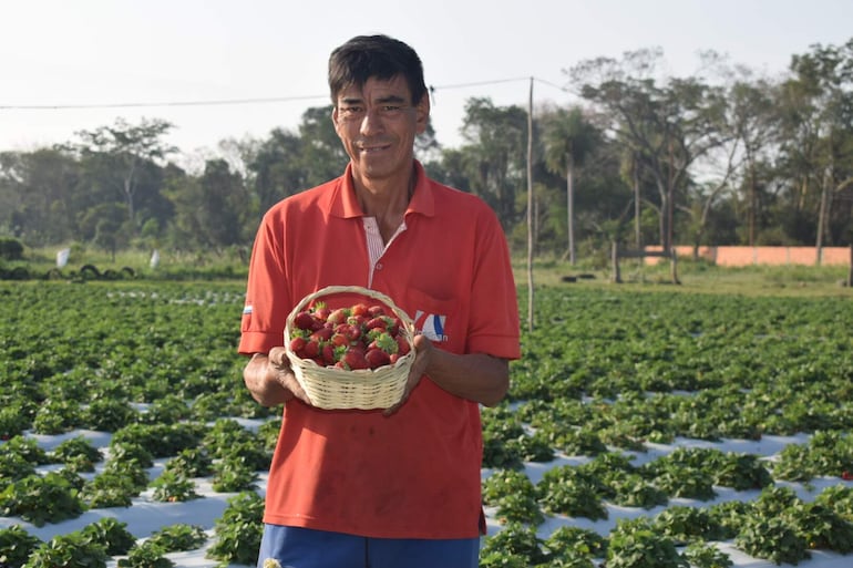 En varias fincas de Areguá hay mucha frutilla para la venta.