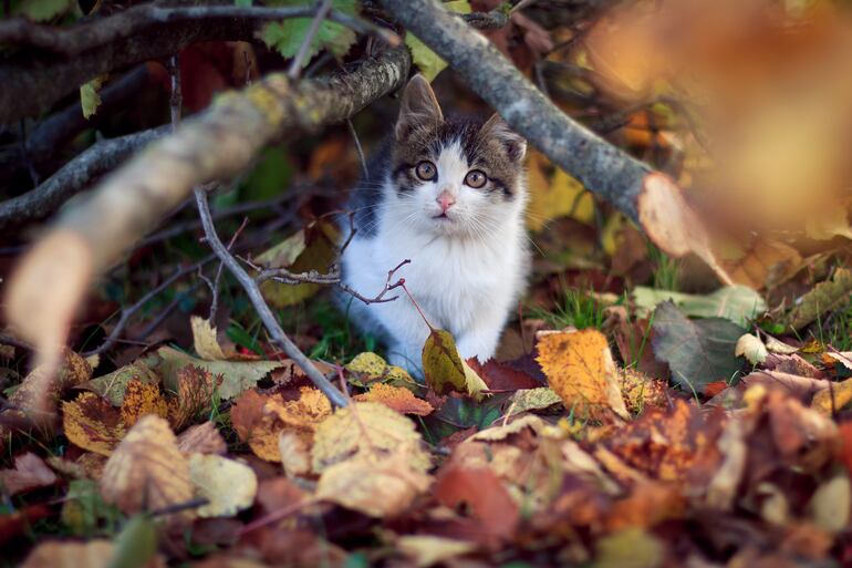 En un ambiente extraño, rodeados de personas desconocidas, los gatos tienden a adoptar una actitud de defensa.