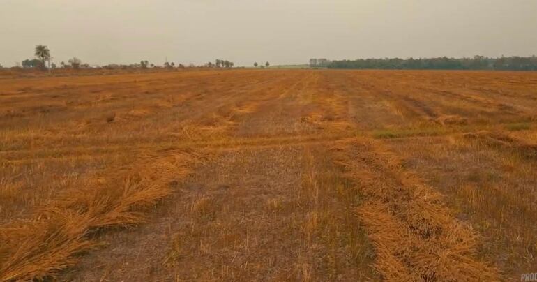 Extensa área mecanizada las tierras de los Núñez en Yhú, que están siendo explotados por los supuestos invasores.