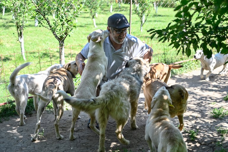 El bienestar de nuestras mascotas es una prioridad que involucra no solo el cariño y la alimentación, sino también los cuidados médicos adecuados.