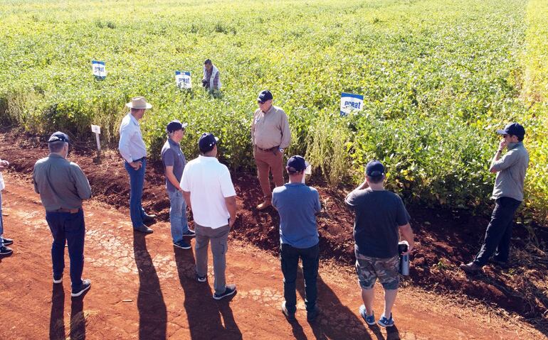 Productores uruguayos visitando parcelas de soja en Paraguay, interesados en las variedades.