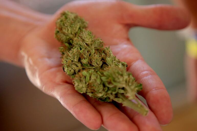 Una persona sostiene una flor de cannabis