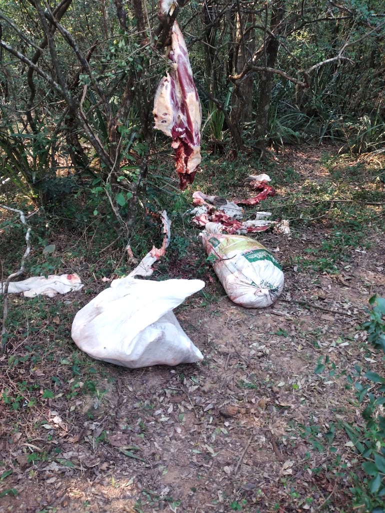 El hurto de animales vacunos genera cuantiosas pérdidas a los ganaderos.