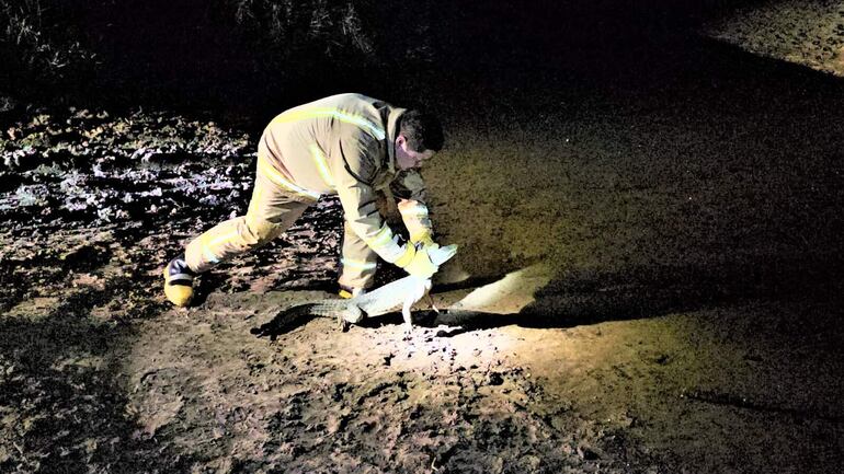 Yacaré apareció en el caminero de Carapeguá.