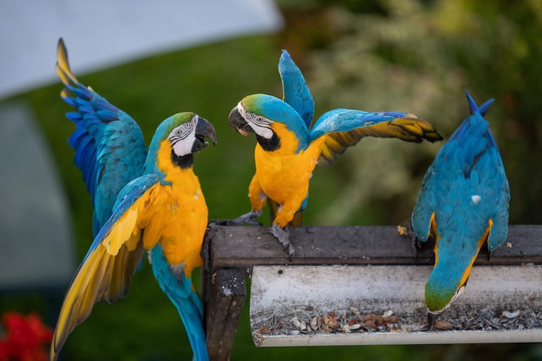 Guacamayos se alimentan en un comedero bananas y semillas de girasol. La gente quiere tener mascotas bellas que alegren el hogar, muchas veces sin detenerse a cuestionarse si en realidad eso es lo más conveniente para las aves que libres y hermosas habitan en los árboles y surcan el cielo en un espectacular despliegue de colores y trinos.