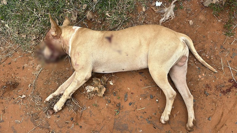 El perro recibió tres balazos, según la denuncia.