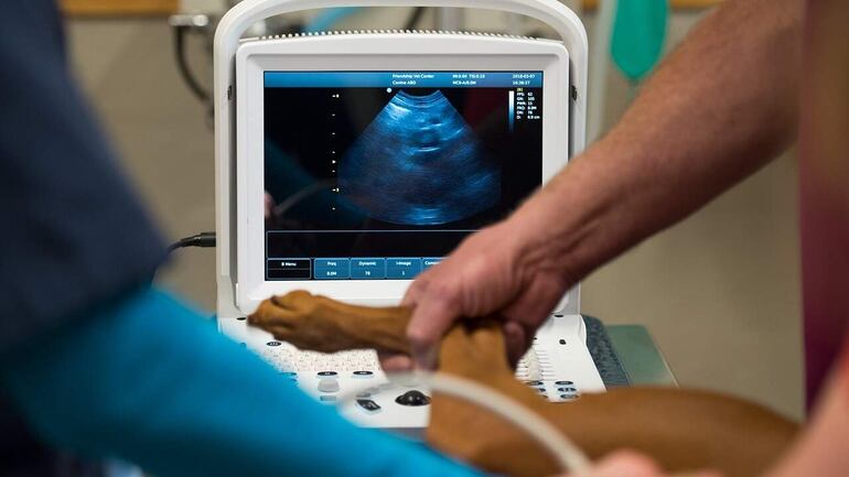 Según la versión de la Veterinaria condenada por la muerte de una mascota, en el juicio no se probó que hubo mala praxis. (Foto Ilustrativa)