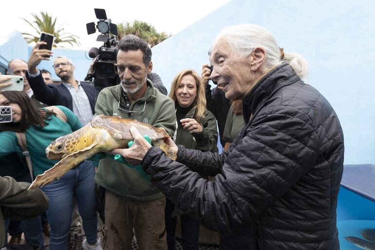 La activista internacional y etóloga Jane Goodall ha visitado este viernes las instalaciones del Centro de Recuperación de la Fauna Silvestre La Tahonilla, un espacio en el que este acto se ha conmemorada con una placa y en el que ha bautizado con el nombre de ´Goja´ a una tortuga que será liberada mañana. Ante una expectación mediática y una palpable emoción en el equipo técnico del centro, llegaba Jane Goodall, una referente científica de la etología del siglo XX, que ha llamado especialmente la atención por su "luminosidad y firme compromiso".