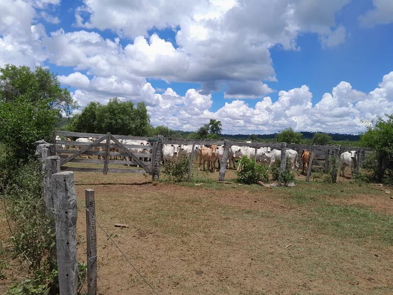 La Policía Nacional recuperó 63 animales vacunos en operativo antiabigeato en Concepción.