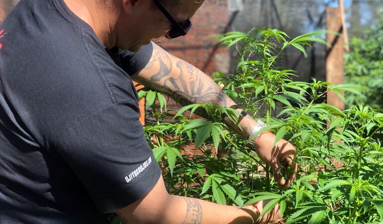 En línea con normativa vigente para cannabis industrial, Paraguay ya logró habilitar 25 dispensarios en todo el país, por lo que ya existe una estructura.