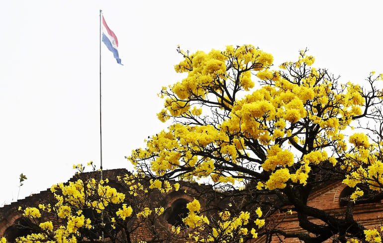 El "tabebuia pulcherrima" (tajy sa'yju o lapacho amarillo) figura como una especie en peligro de extinción. 