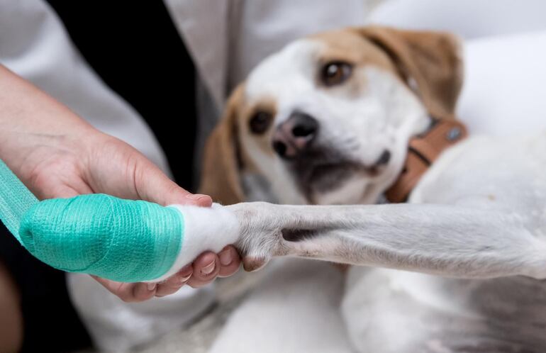 La picadura de alacrán ocurre cuando el perro pisa sin querer o por curiosidad se acerca al nido de estos, o se cruzan por el lugar donde se encuentran, generalmente están en el patio, hacen sus nidos en lugares secos, donde hay madera, escombros etc. Esta picadura es muy dolorosa, por lo cual es importante acudir de urgencia al veterinario.