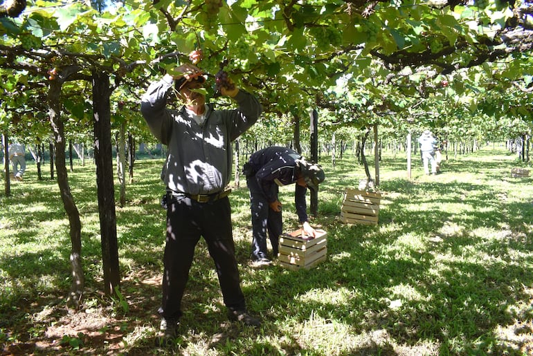 La uva se estará comercializando en la feria, entre G.10.000 a G.13.000 el kilo.