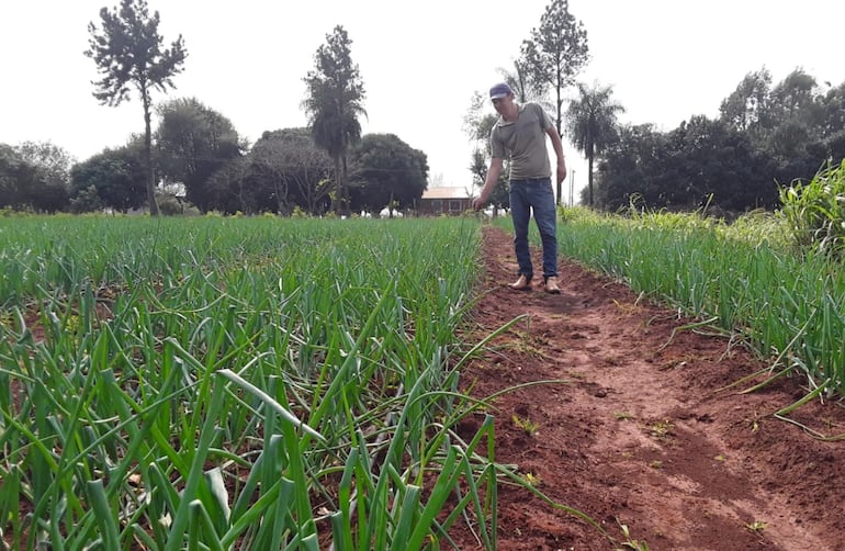 Esperan cosechar 4.000 toneladas de cebolla en Itapúa.