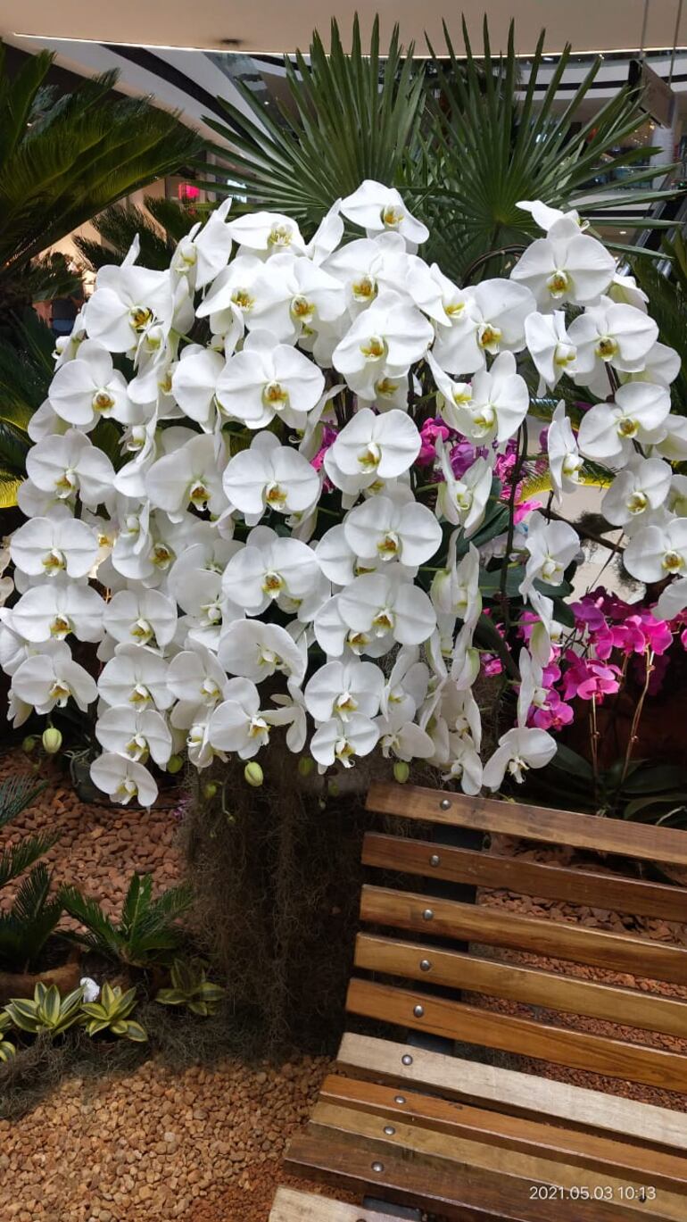 Un arreglo de orquídeas que reune las condiciones para embellecer una fiesta.