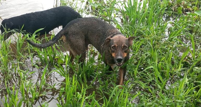 Mirando a la cámara: Pinki, uno de los perros que salvó a sus dueños de una muerte segura.