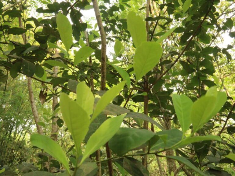 La Ruta de la Yerba Mate incluye recorridos en las plantaciones y fábricas.