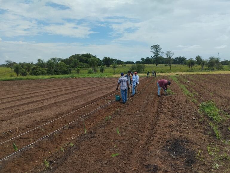 Santa Rosa, Misiones