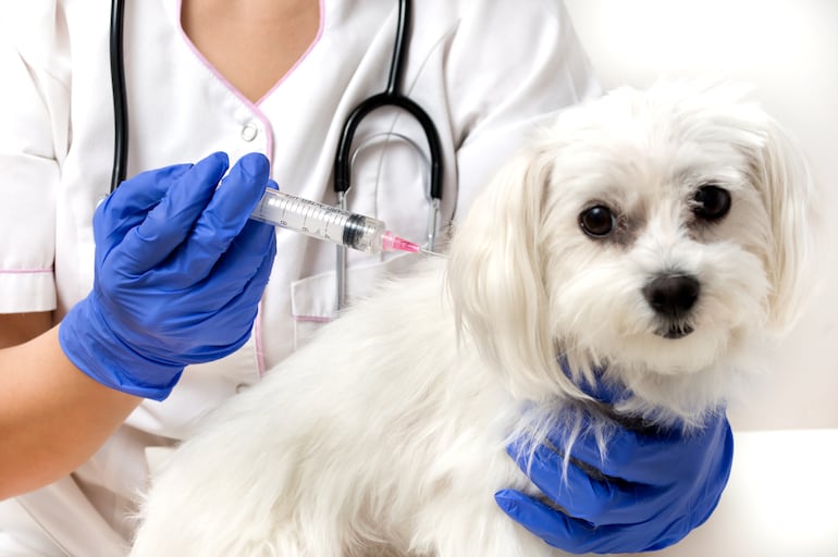 Perro recibe una vacuna de parte de su veterinaria.