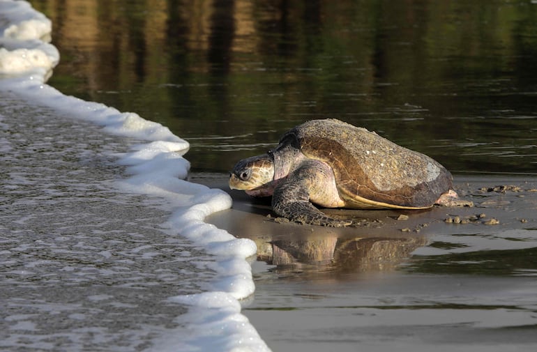 Tortuga paslama (Lepidochelys oliveacea), en peligro de extinción.