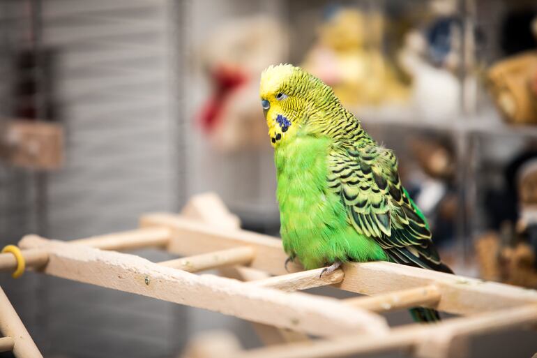 Las aves adultas pueden sufrir un desgaste en las articulaciones. En ese caso, hay que reacondicionar la jaula, por ejemplo, con escaleras de madera más gruesas.