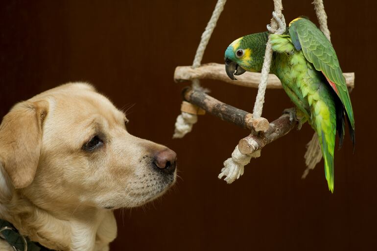 Loro jugando.