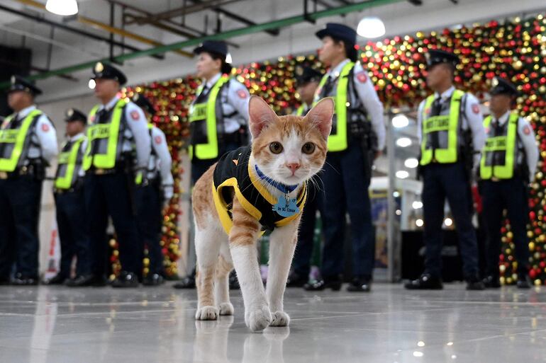 Conan, el gato, hace su ronda junto a los agentes de seguridad en un edificio público en Mandaluyong, Metro Manila.