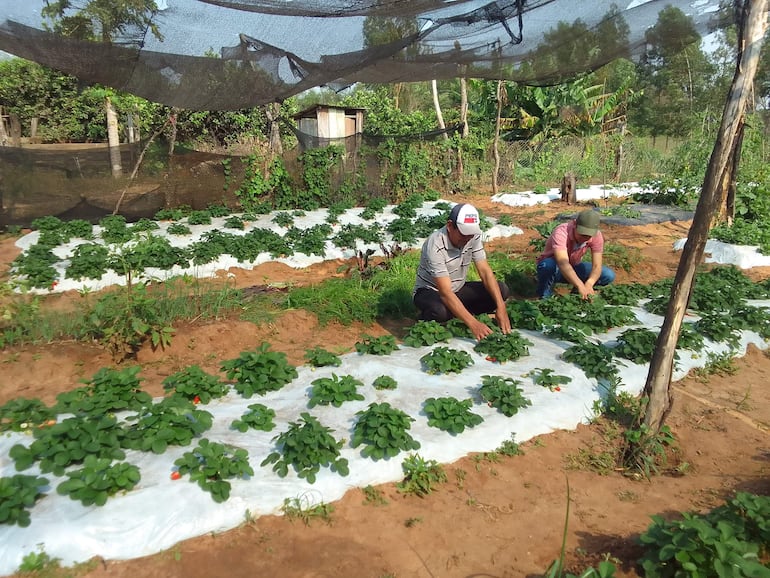 
Otro de los rubros de la familia es la producción de la frutilla.